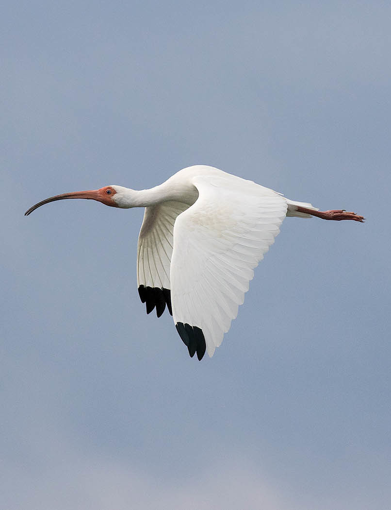 Picture of a bird