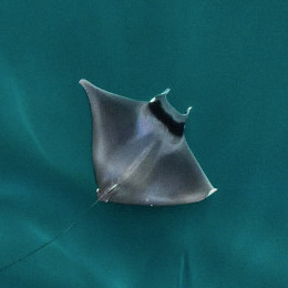 Manta Ray
