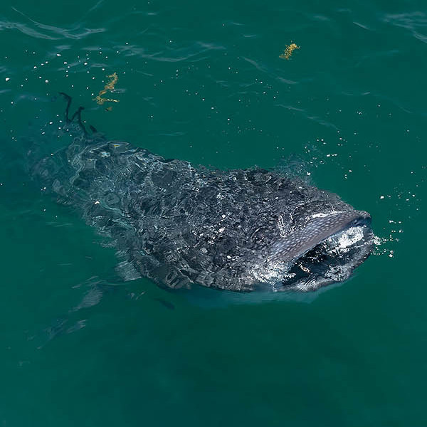 Whale Shark